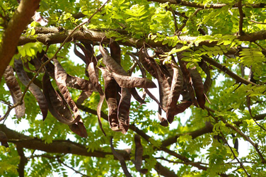 vruchten-carob-jam