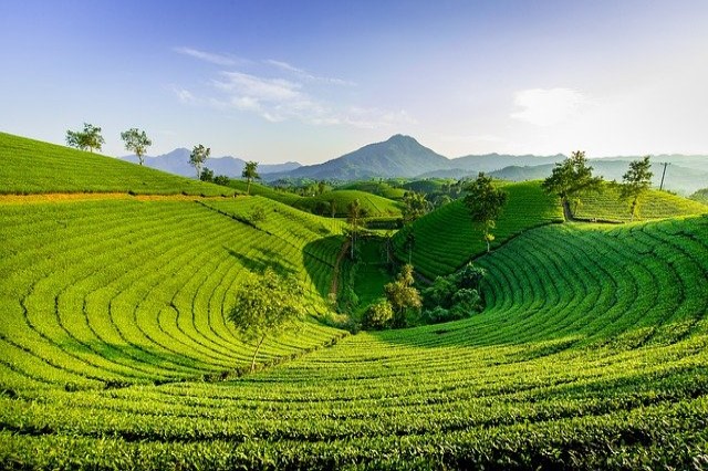 tea-leaves tea-leaves
