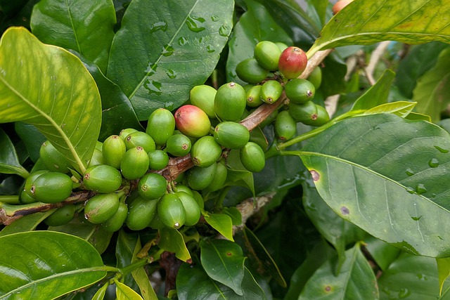 coffea