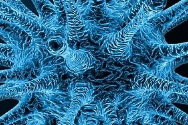 images/bulletin/7175/virus.jpg
