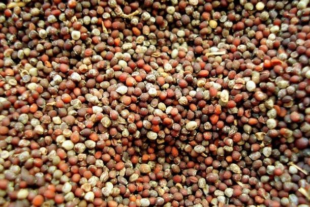 images/bulletin/9976/allergenen-voedselinformatieverordening-mosterdzaad.jpg#joomlaImage://local-images/bulletin/9976/allergenen-voedselinformatieverordening-mosterdzaad.jpg?width=640&height=427