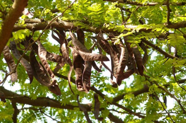 images/bulletin/6021/vruchten-carob-jam.jpg